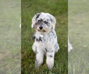 Father of the Australian Labradoodle puppies born on 02/12/2022