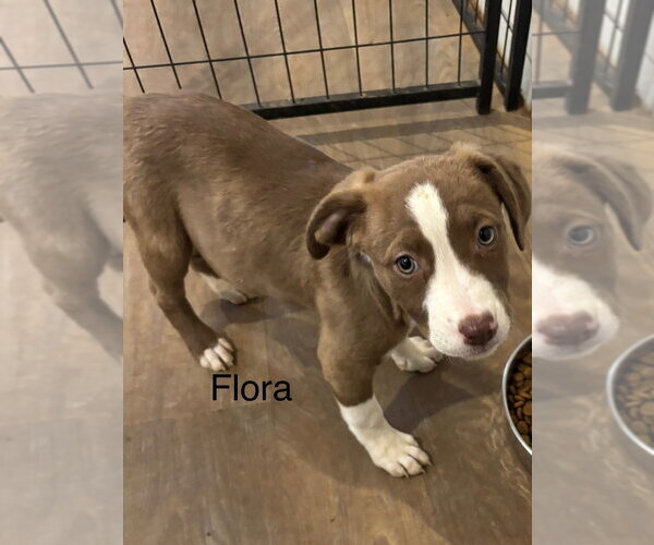 Medium Photo #3 Mutt Puppy For Sale in Mooresville, NC, USA