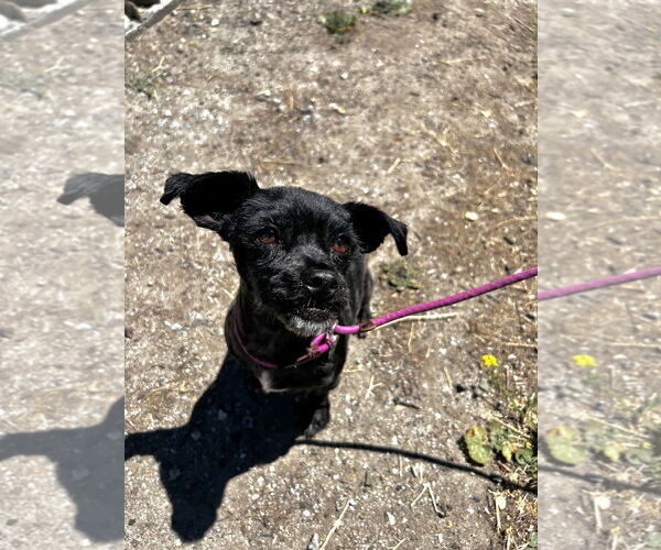 Medium Photo #2 Mutt Puppy For Sale in Salinas, CA, USA