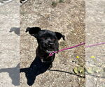 Small #1 Mutt