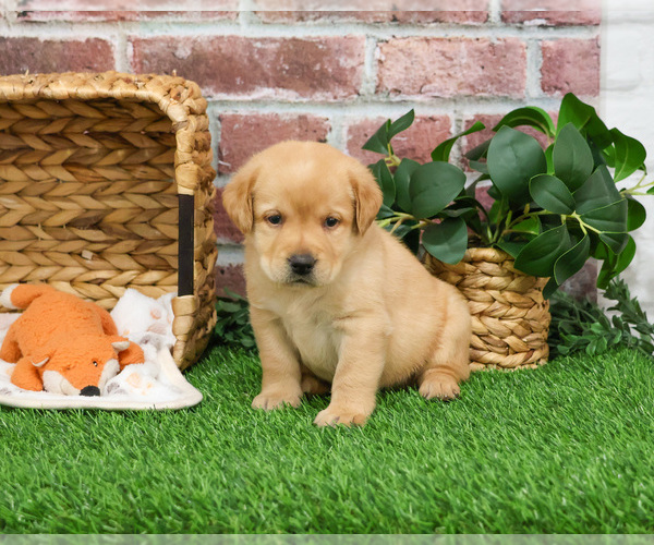 Medium Photo #3 Labrador Retriever Puppy For Sale in SYRACUSE, IN, USA