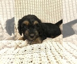 Small Photo #6 Bernedoodle-Miniature Bernedoodle Mix Puppy For Sale in CHESILHURST, NJ, USA