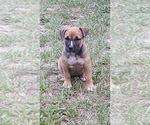 Small Photo #1 American Bandogge-American Bully Mix Puppy For Sale in WILLISTON, FL, USA