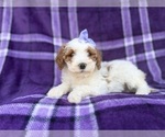Small #5 Cavapoo (Miniature)