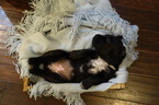 Small #3 German Shorthaired Lab