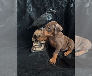 Medium Doberman Pinscher
