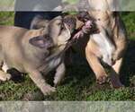 Small Photo #2 French Bulldog Puppy For Sale in Pilis, Pest, Hungary