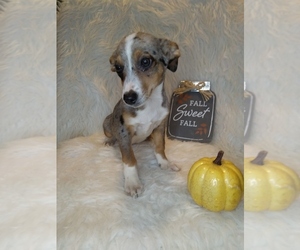 Australian Shepherd-Jack Russell Terrier Mix Puppy for sale in INDIANAPOLIS, IN, USA