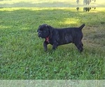 Small #3 Cane Corso