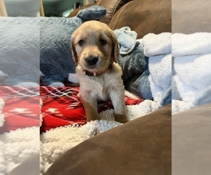 English Cream Golden Retriever-Goldendoodle Mix Puppy for sale in COLLIERVILLE, TN, USA