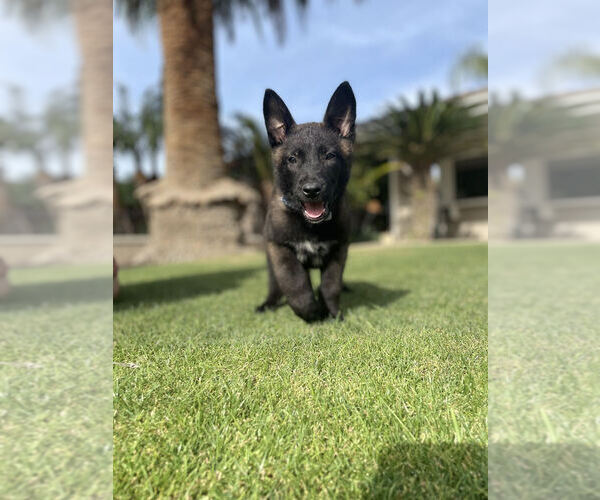 Medium Photo #1 Belgian Malinois Puppy For Sale in BAKERSFIELD, CA, USA