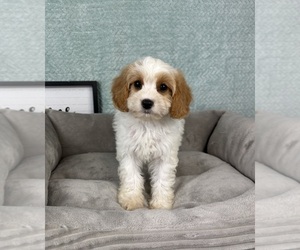 Cavapoo Puppy for sale in FRANKLIN, IN, USA