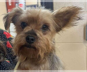 Mutt Dogs for adoption in Pacolet, SC, USA