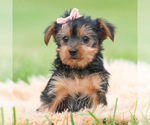 Puppy Gia CKC Yorkshire Terrier