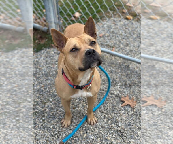 Medium Photo #1 American Staffordshire Terrier-Carolina Dog Mix Puppy For Sale in Rockaway, NJ, USA