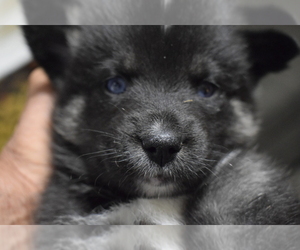 Pomsky Puppy for sale in SPRINGFIELD, MO, USA