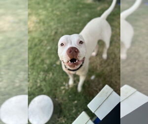American Pit Bull Terrier-Unknown Mix Dogs for adoption in Rowlett, TX, USA