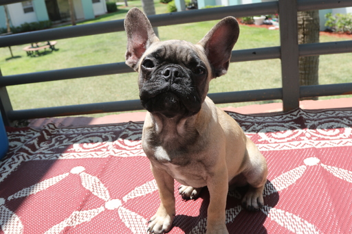 Medium Photo #1 French Bulldog Puppy For Sale in DANIA, FL, USA