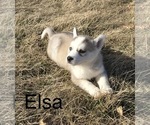 Small Photo #24 Siberian Husky Puppy For Sale in DEARBORN, MO, USA