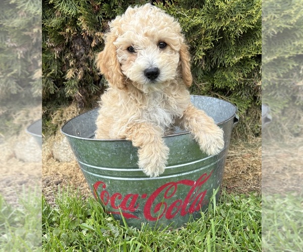 Medium Photo #3 Bichpoo Puppy For Sale in MIDDLEBURY, IN, USA