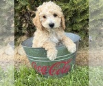 Small #2 Bichpoo