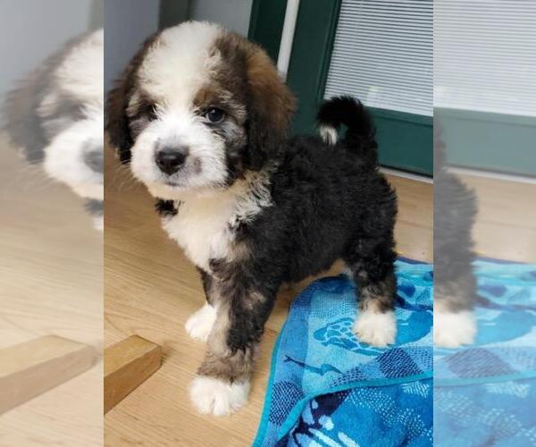 Medium Photo #1 Bernedoodle Puppy For Sale in HOPKINSVILLE, KY, USA