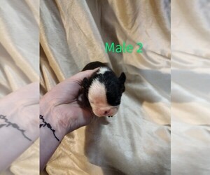 Boston Terrier Puppy for sale in CATAWBA, NC, USA