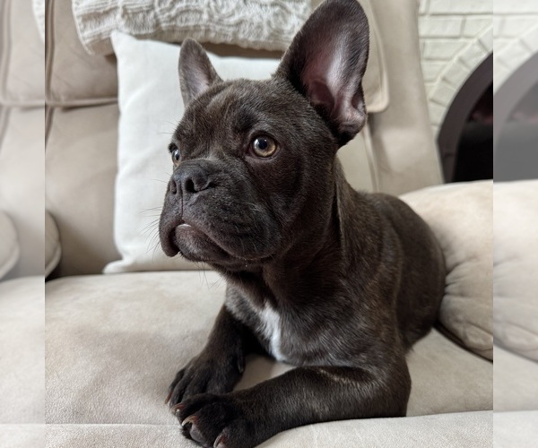 Medium Photo #1 French Bulldog Puppy For Sale in NEW BALTIMORE, MI, USA