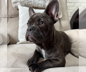 French Bulldog Puppy for sale in NEW BALTIMORE, MI, USA