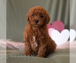 Small #4 Cavapoo (Miniature)