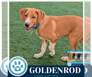 Labrador Retriever-Unknown Mix Dogs for adoption in Kimberton, PA, USA