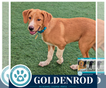 Small Labrador Retriever Mix