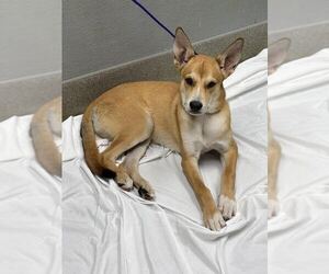 Carolina Dog-Unknown Mix Dogs for adoption in Las Vegas, NV, USA