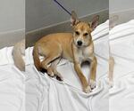 Small Carolina Dog Mix