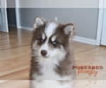 Small #3 Pomsky