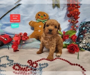 Poodle (Toy) Puppy for sale in CHADWICK, MO, USA