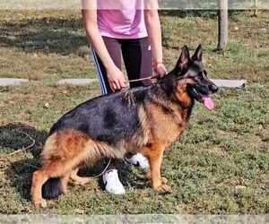 Mother of the German Shepherd Dog puppies born on 12/22/2025