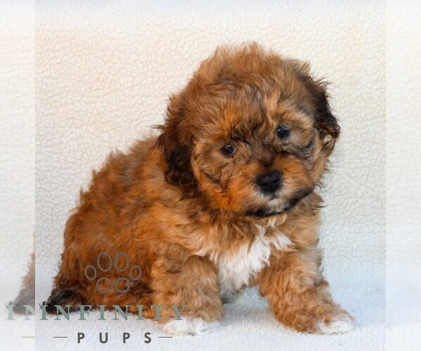 Medium Photo #5 Poovanese Puppy For Sale in NEWMANSTOWN, PA, USA