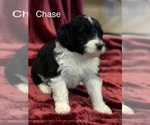 Small Photo #1 Portuguese Water Dog Puppy For Sale in BALDWIN CITY, KS, USA