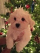 Small Photo #2 Coton Tzu Puppy For Sale in BROGUEVILLE, PA, USA