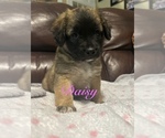 Puppy Daisy Miniature Australian Shepherd-Mutt Mix