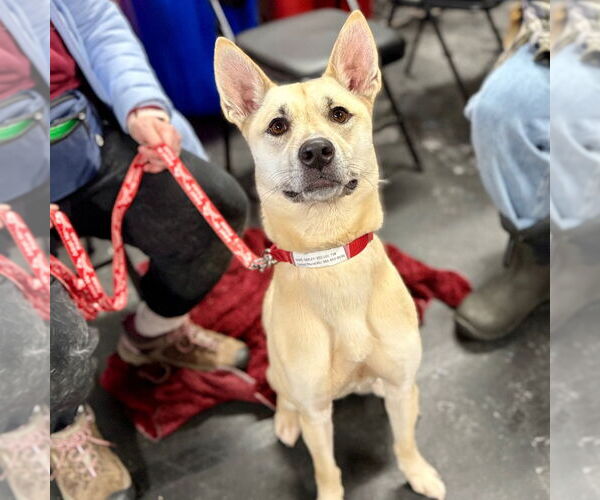 Medium Photo #5 Labsky Puppy For Sale in Canton, CT, USA