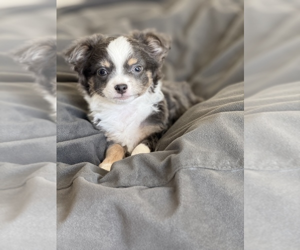 Medium Photo #1 Chihuahua Puppy For Sale in MARCUS, IA, USA