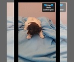 Small #2 Poodle (Toy)-Zuchon Mix