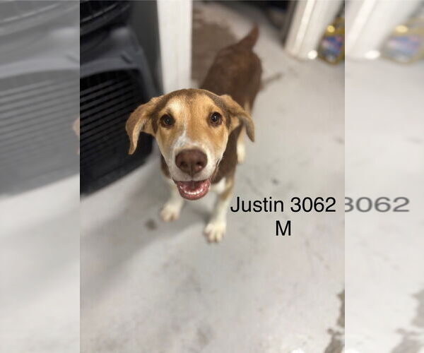 Medium Photo #1 English Foxhound-Unknown Mix Puppy For Sale in Studio City, CA, USA