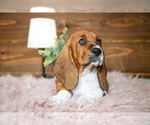 Small Photo #5 Basset Hound Puppy For Sale in WAKARUSA, IN, USA
