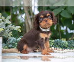 Small Photo #15 Cavalier King Charles Spaniel Puppy For Sale in SALEM, IN, USA