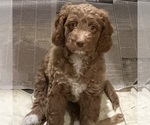 Puppy Ratatouille Cockapoo