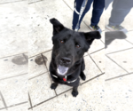 Small #4 Labrador Retriever Mix