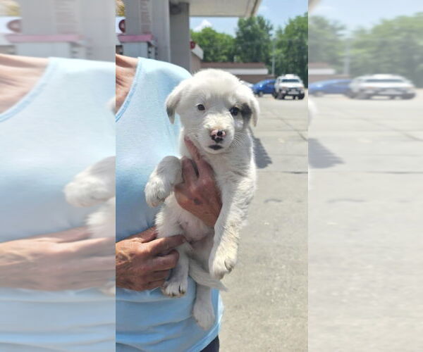 Medium Photo #3 Border-Aussie Puppy For Sale in Aurora, IN, USA